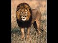 leon tigre y lepardo