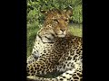 leon tigre y lepardo