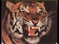 leon tigre y lepardo