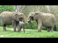 African Elephants HWP.wmv