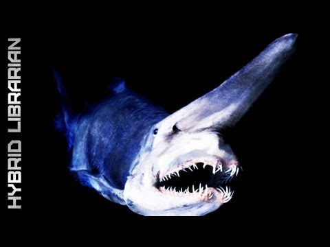 creatures - Beautiful, bizarre or scary, here are ten alien-looking creatures from the depths...(HQ - 03/2013) Click below to unlock the power of YouTube and become a me...
