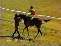 hipodromo de paraguana hipodromo de paraguana