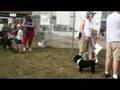 videos de Canine Pool Day