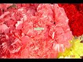 Flores para o Dia Internacional da Mulher - Aboim da Nóbrega