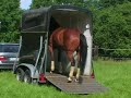 Pferde sicher verladen - trailer loading of a horse
