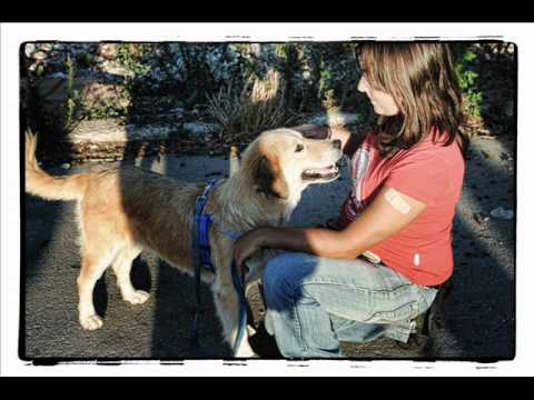 Guarda video Siamo al quinto incontro con i volontari ed i cani al rifugio San Rocco della Lega Nazionale per la Difesa del Cane, si lavora sulla gestione al guinzaglio e sul salire in macchina.......i binomi sono sempre pi