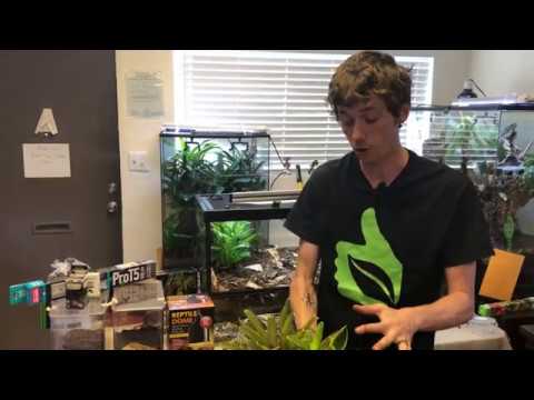 YouTube reptile video