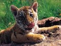 animales bebe!!!
