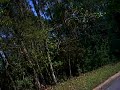 Neighborhood Run