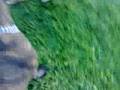 videos de unfair dog fight. 1