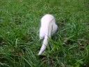 My ferrets XOXO Georgie and Jaspa