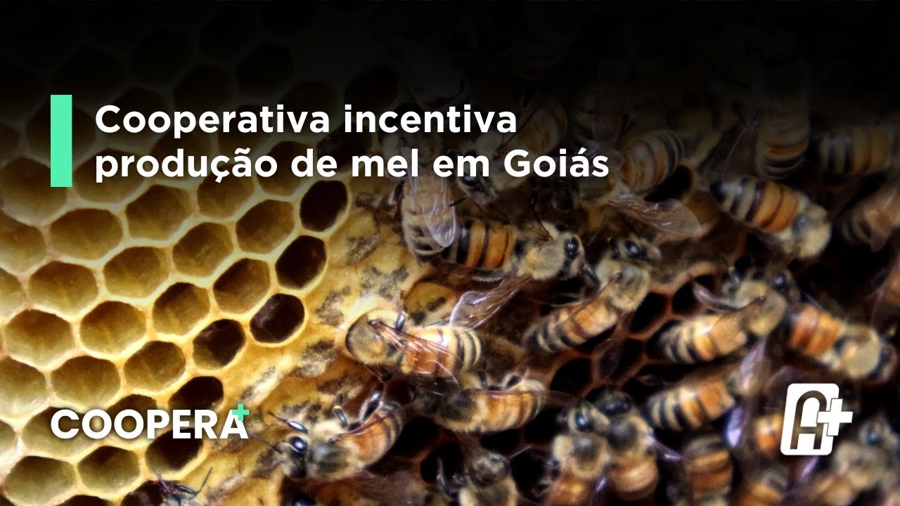 Cooperativa incentiva produção de mel em Goiás: produtores buscam reconhecimento da sustentabilidade