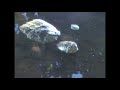 Amphibian of Unusual Size Amphibian of Unusual Size