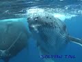 ???????????rurutu Is? humpback whale?No?8
