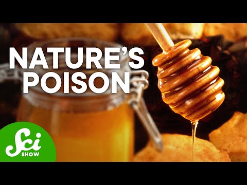 how to get rid of honey fungus