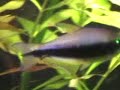 Meine Fische