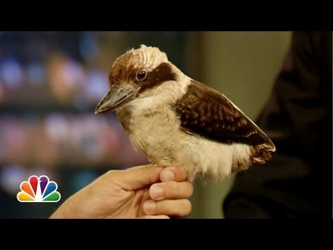 kookaburra - Animal expert Jeff Musial brings along some exotic animals including one that leaves a nice surprise on Jimmy's desk. Subscribe NOW to Late Night with Jimmy ...