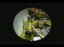 Carex periygnium