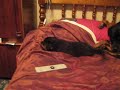 Little Anna - the roweiler puppy
