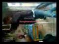 videos de blezz tecktonik
