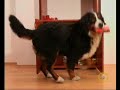 F�kuszban a kar�csonyi video