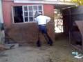 videos de el charolais23