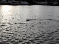 Italian runabout - RIVA