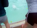 Threw the Dog In