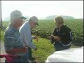 2008 Pro Farmer Midwest Crop Tour Eastern Leg: Corn Sampling