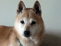 Shiba Rescue GTA