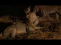 Lions kill to roll