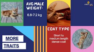 American Bobtail cat Characteristics - Facts & Qualities