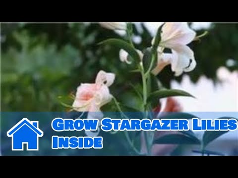 how to replant stargazers