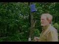 Emerald Ash Borer