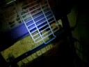Tommie likes his cage