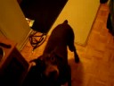Doberman Hallway Fun part3