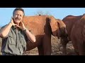 Horrific methods used by elephant poachers - BBC wildlife