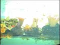 REPORTAGEM EXIBIDA NO PROGRAMA PET E CIA SOBRE AQUARISMO MARINHO ANIMAIS E ORGANISMOS PARA POVOAMENTO DO AQUARIO 