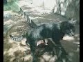 VID004.3GP