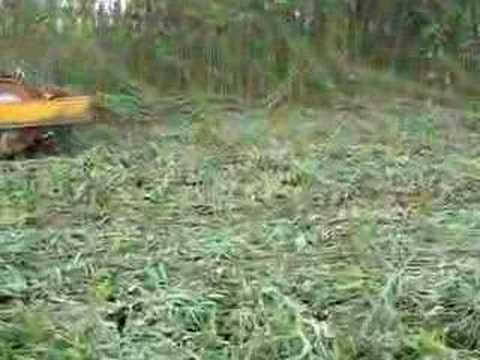 Wolf Seeds Crotalaria - Sunn Hemp