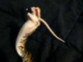videos de My Snake Eating, Dangling rat!!!!