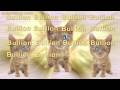 Bullion!