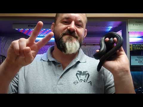 YouTube reptile video