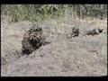 DFW Pro Paintball Park woodsball dfwpro.com