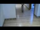 Un conjunt de dos videos de Leia, una gosseta Carlino jugant per dins de casa.