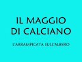 Il Maggio di Calciano - L'arrampicata sull'albero -Tree Climbing-