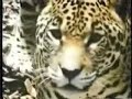 jaguar-vs-anaconda-googleerdalpiczocom.html