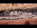 Click here to watch this video Alio Die & Mariolina Zitta - La Sala dei Cristalli (2010)