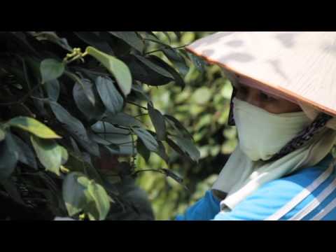 how to harvest peppercorns