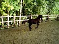 Xander Frisian Foal Xander Frisian Foal